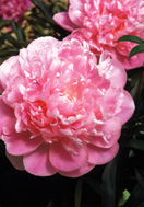 Souvenir de Louis Bigot peony heirloom bulbs