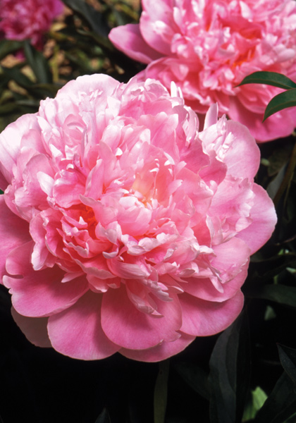 Souvenir de Louis Bigot peony heirloom bulbs