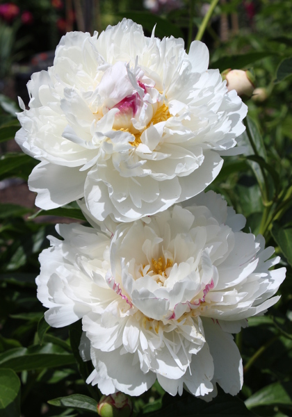 Frances Willard peony heirloom bulbs