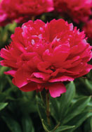 Mary Brand peony heirloom bulbs