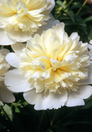 Golden Dawn peony heirloom bulbs