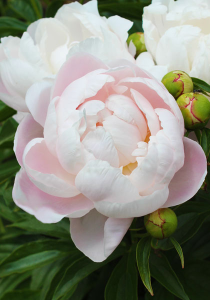 Mrs. Franklin D. Roosevelt peony heirloom bulbs