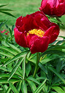 Early Scout peony heirloom bulbs