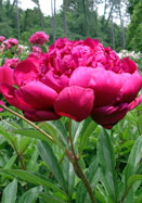 President Roosevelt peony heirloom bulbs