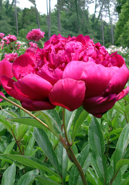 President Roosevelt peony heirloom bulbs