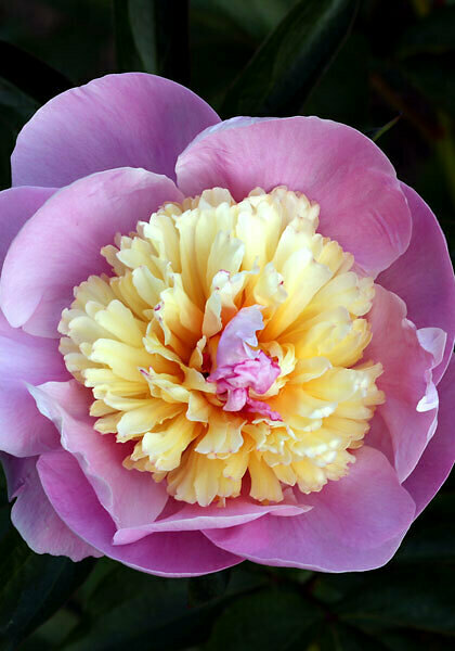 Philomele peony heirloom bulbs