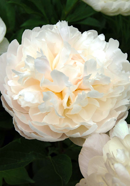 Baroness Schroeder peony heirloom bulbs