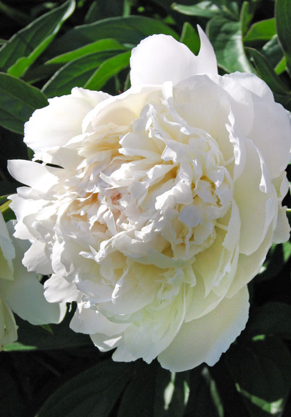 Henry Sass peony heirloom bulbs