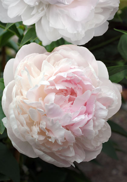 Auten’s Pride peony heirloom bulbs