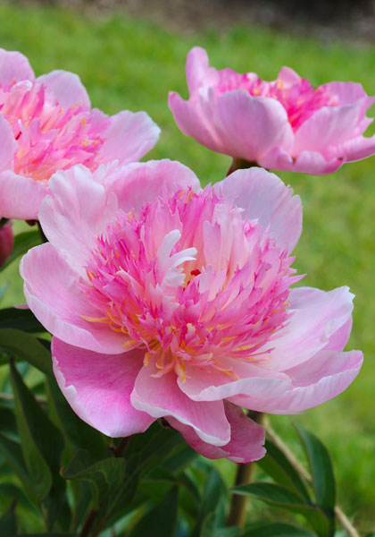 “Magnificent, Almost Immortal” Peonies – www.OldHouseGardens.com