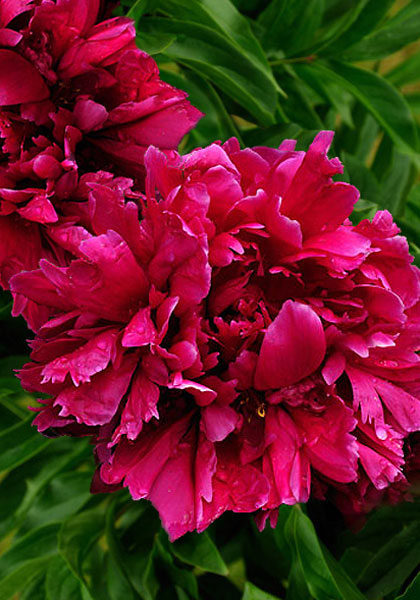 Brand’s Magnificent peony heirloom bulbs