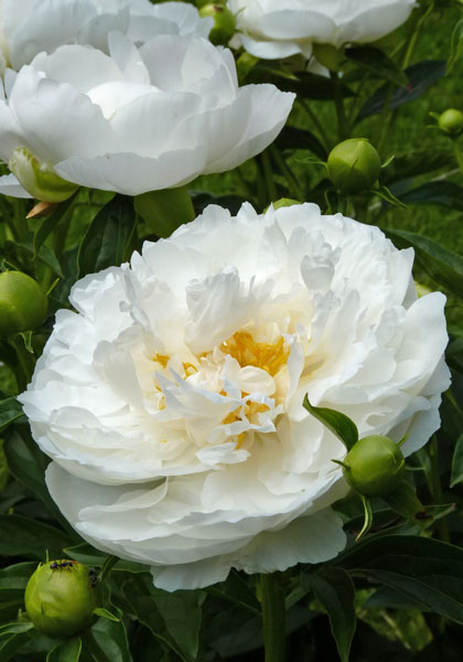 Miss America peony heirloom bulbs