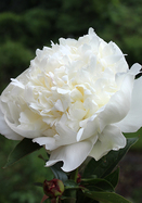 Dr. F.G. Brethour peony heirloom bulbs