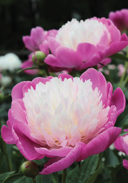 Gay Paree peony heirloom bulbs