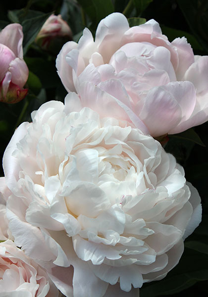 Nick Shaylor peony heirloom bulbs