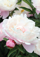 Lady Alexandra Duff peony heirloom bulbs