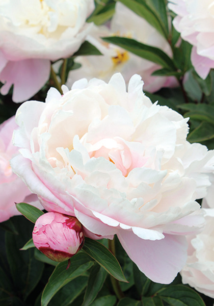 Lady Alexandra Duff peony heirloom bulbs