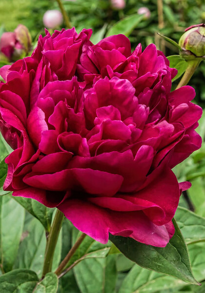 Adolphe Rousseau peony heirloom bulbs