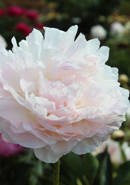 Solange peony heirloom bulbs