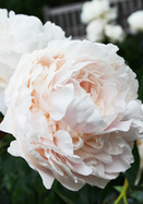 Solange peony heirloom bulbs