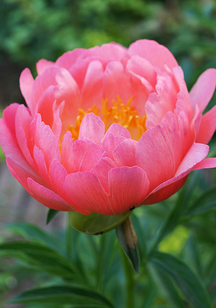 Coral Sunset peony heirloom bulbs