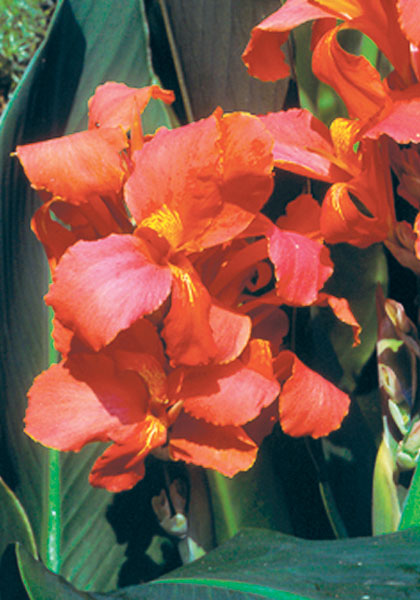 City of Portland canna heirloom bulbs