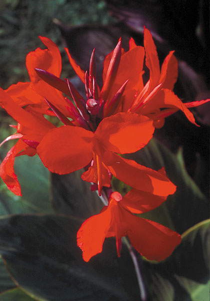 Firebird canna heirloom bulbs