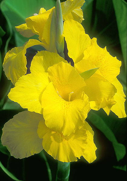 Richard Wallace canna heirloom bulbs