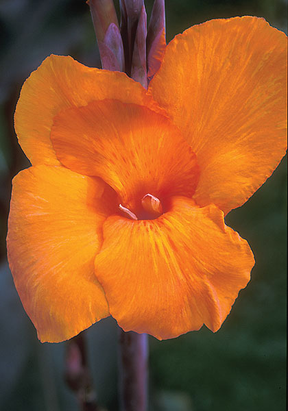 Wyoming canna heirloom bulbs