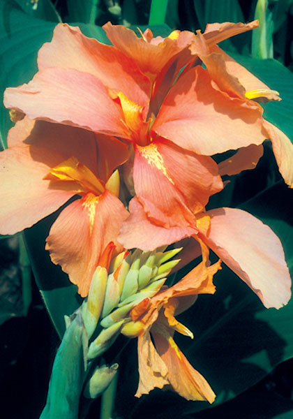 Stadt Fellbach canna heirloom bulbs