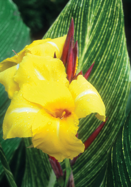 Bangkok canna heirloom bulbs