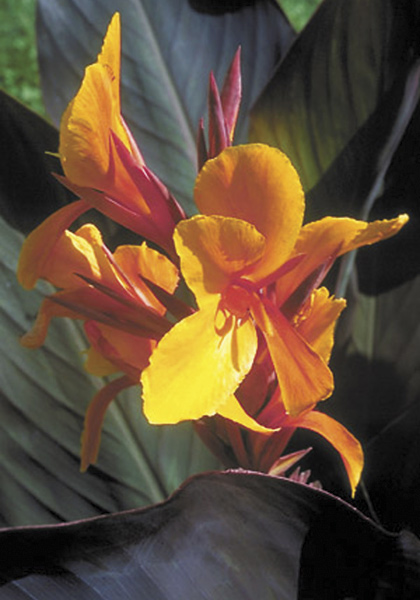 Semaphore canna heirloom bulbs