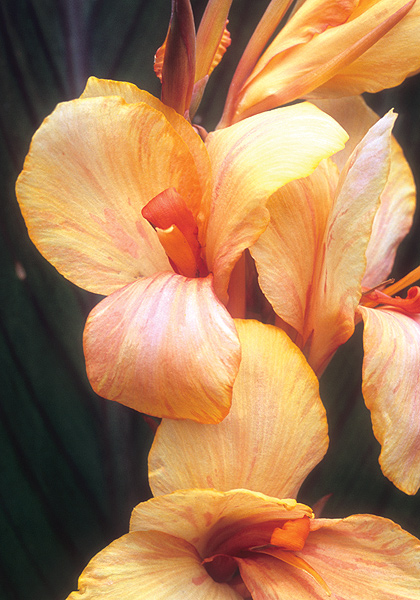 Madame Angele Martin canna heirloom bulbs