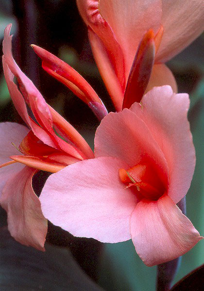 Madame Caseneuve canna heirloom bulbs