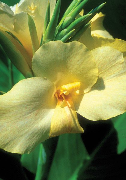 Oiseau d’Or canna heirloom bulbs