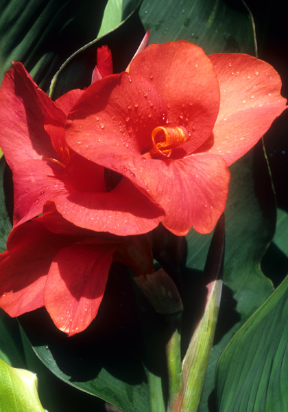 Louis Cayeux canna heirloom bulbs