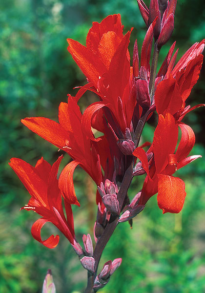 Robert Kemp canna heirloom bulbs