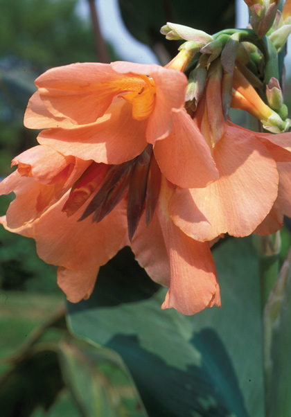 Alberich canna heirloom bulbs