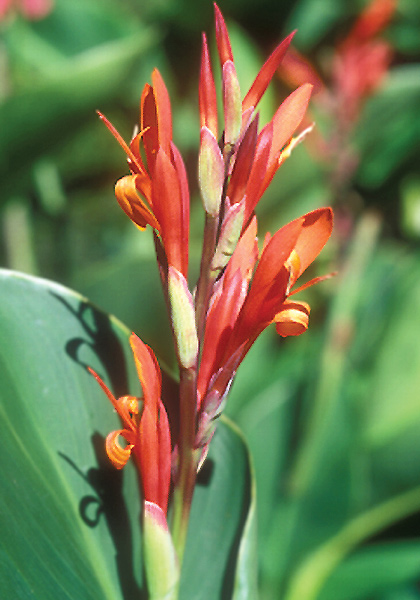 <em>indica</em> canna heirloom bulbs