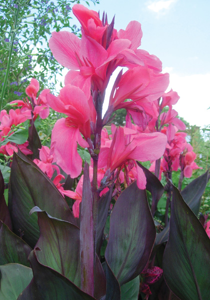 Shenandoah canna heirloom bulbs