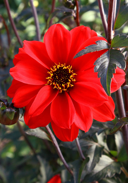 Bishop of Llandaff dahlia heirloom bulbs