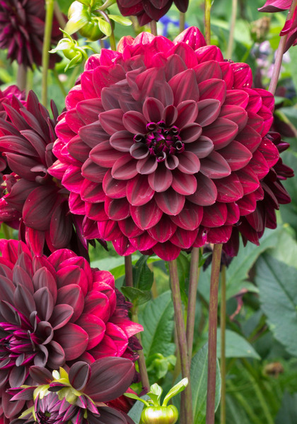 Arabian Night dahlia heirloom bulbs