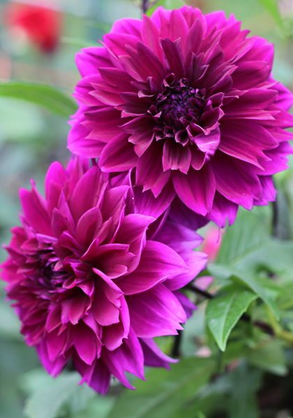 Thomas Edison dahlia heirloom bulbs