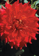 Mrs. le Boutillier dahlia heirloom bulbs