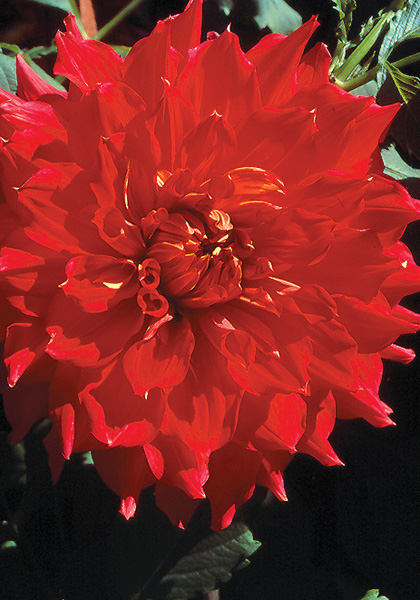 Mrs. le Boutillier dahlia heirloom bulbs