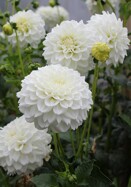 White Fawn dahlia heirloom bulbs