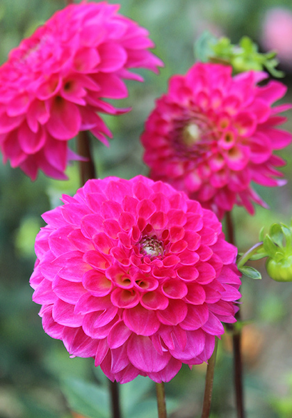 Fatima dahlia heirloom bulbs