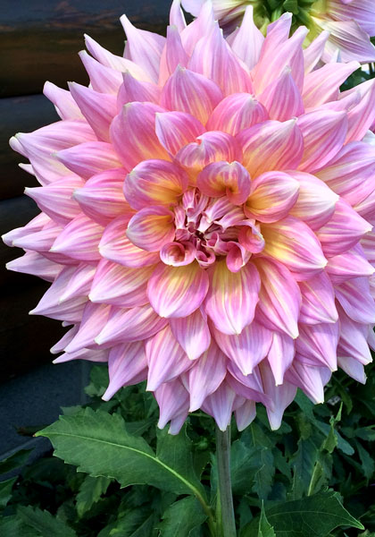 Kidd’s Climax dahlia heirloom bulbs