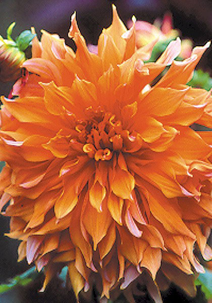 Sherwood’s Peach dahlia heirloom bulbs