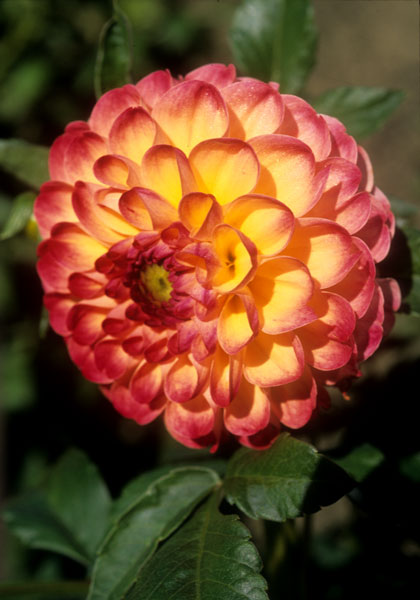 Kaiser Wilhelm dahlia heirloom bulbs